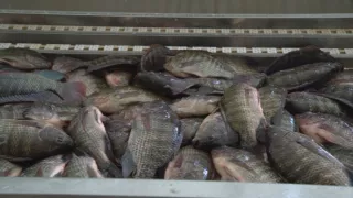 Rybie farmy - za a proti