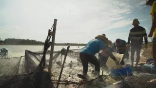 Rybie farmy - za a proti