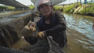 Rybie farmy - za a proti