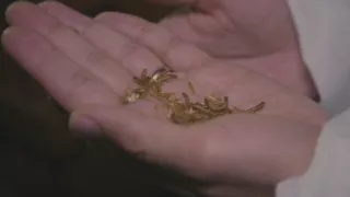 Rybie farmy - za a proti