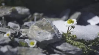 Síla rostlin - tajemný dobyvatel