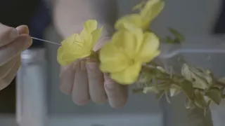 Síla rostlin - tajemný dobyvatel