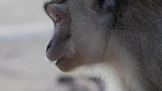 Opice a další primáti - naši nejbližší příbuzní