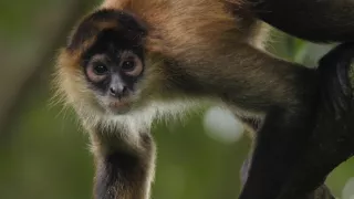 Opice a další primáti - naši nejbližší příbuzní