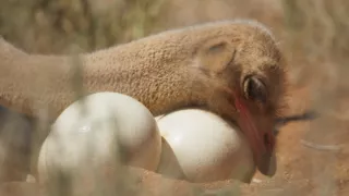 Zázračná planeta: Planeta Země III (3/8)