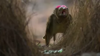 Zázračná planeta: Planeta Země III (3/8)