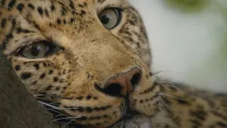 Zázračná planeta: Planeta Země III (3/8)