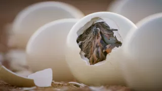 Zázračná planeta: Planeta Země III (3/8)