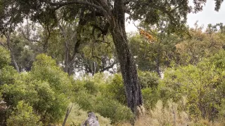 Zázračná planeta: Planeta Země III (3/8)