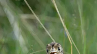 Podivuhodná cesta ježka Aladina