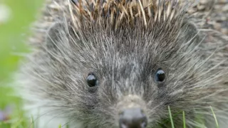 Podivuhodná cesta ježka Aladina