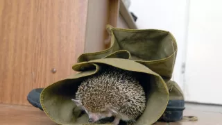 Podivuhodná cesta ježka Aladina