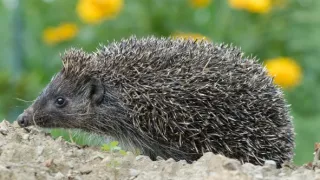 Podivuhodná cesta ježka Aladina