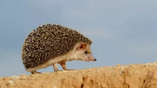 Podivuhodná cesta ježka Aladina