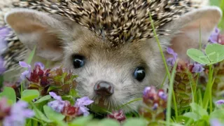 Podivuhodná cesta ježka Aladina