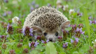 Podivuhodná cesta ježka Aladina