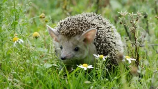 Podivuhodná cesta ježka Aladina