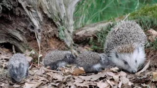 Podivuhodná cesta ježka Aladina