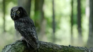 Podivuhodná cesta ježka Aladina