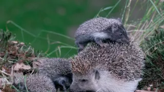 Podivuhodná cesta ježka Aladina