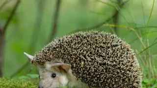 Podivuhodná cesta ježka Aladina