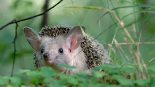 Podivuhodná cesta ježka Aladina