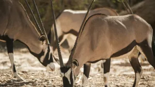 Zázračná planéta: Posledné raje na Zemi - Namib