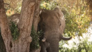 Zázračná planéta: Posledné raje na Zemi - Namib