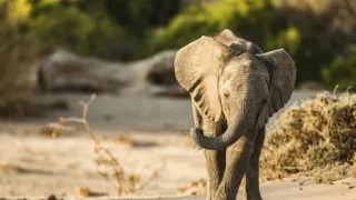 Zázračná planéta: Posledné raje na Zemi - Namib