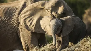 Zázračná planéta: Posledné raje na Zemi - Namib