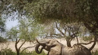 Zázračná planéta: Posledné raje na Zemi - Namib