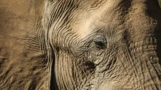 Zázračná planéta: Posledné raje na Zemi - Namib