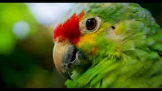 Kostarika - vzedmutí přírody (1/3)