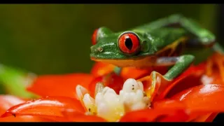 Kostarika - vzedmutí přírody (1/3)