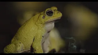 Kostarika - vzedmutí přírody (1/3)