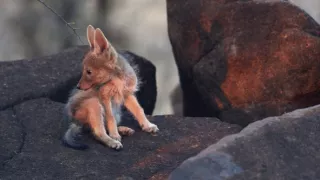 Po stopách divokých psů (2)