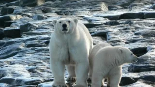 Sily formujúce prírodu (1)