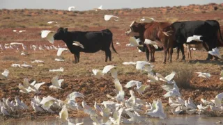 Sily formujúce prírodu (1)