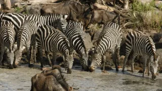 Sily formujúce prírodu (1)