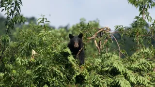 Sily formujúce prírodu (1)