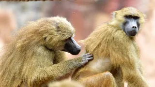 Človek ako živočíšny druh (2/2)