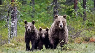 Človek ako živočíšny druh (2/2)