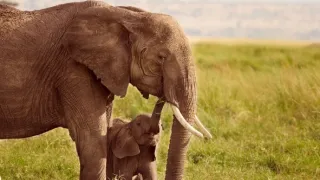 Človek ako živočíšny druh (2/2)