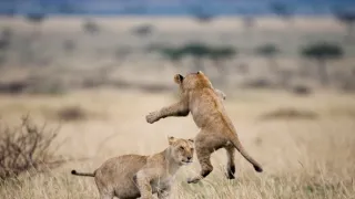 Človek ako živočíšny druh (2/2)