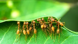 Človek ako živočíšny druh (2/2)