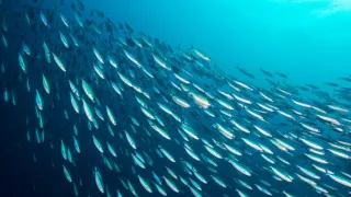 Človek ako živočíšny druh (2/2)