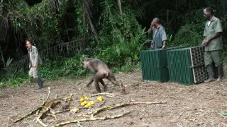 Útulok pre záchranu šimpanzov Jane Goodallovej (4/6)