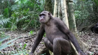 Útulok pre záchranu šimpanzov Jane Goodallovej (4/6)