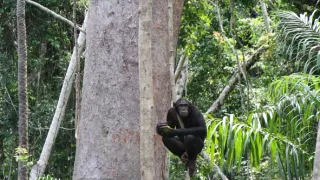 Útulok pre záchranu šimpanzov Jane Goodallovej (4/6)
