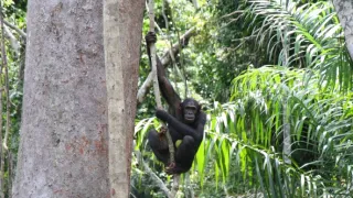 Útulok pre záchranu šimpanzov Jane Goodallovej (4/6)